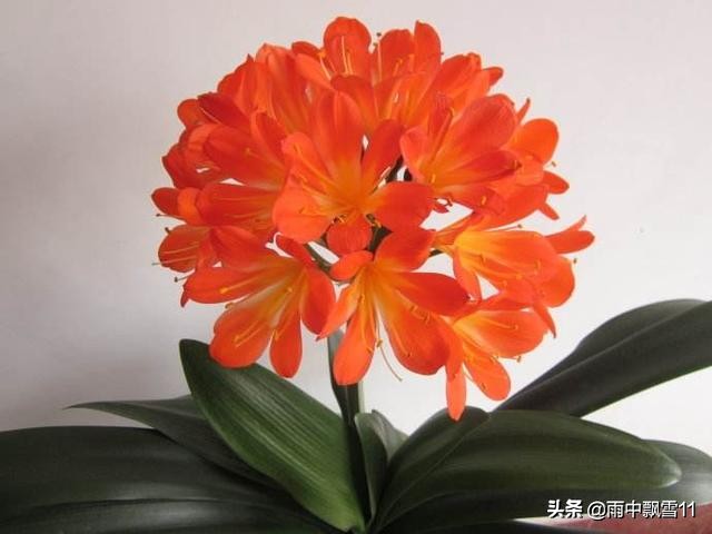 君子兰去年开花的今年还会开花吗,家养君子兰如何管理才开花