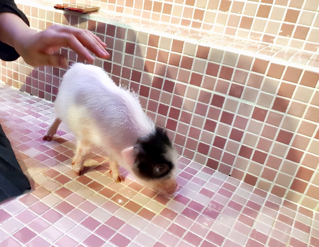 撸动物的网红店顺德,撸小动物的网红店北京世纪金源