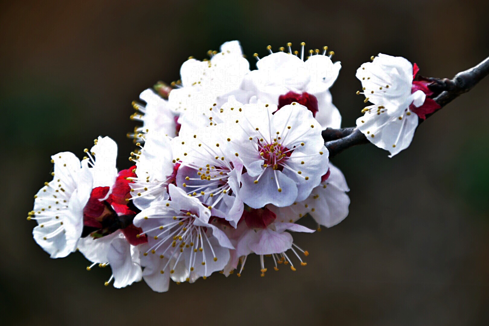 漂亮的杏花在枝头绽放,杏花盛开姹紫嫣红春意盎然