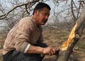 果树清园到底用什么药最好,冬季蜜柚清园管理要点