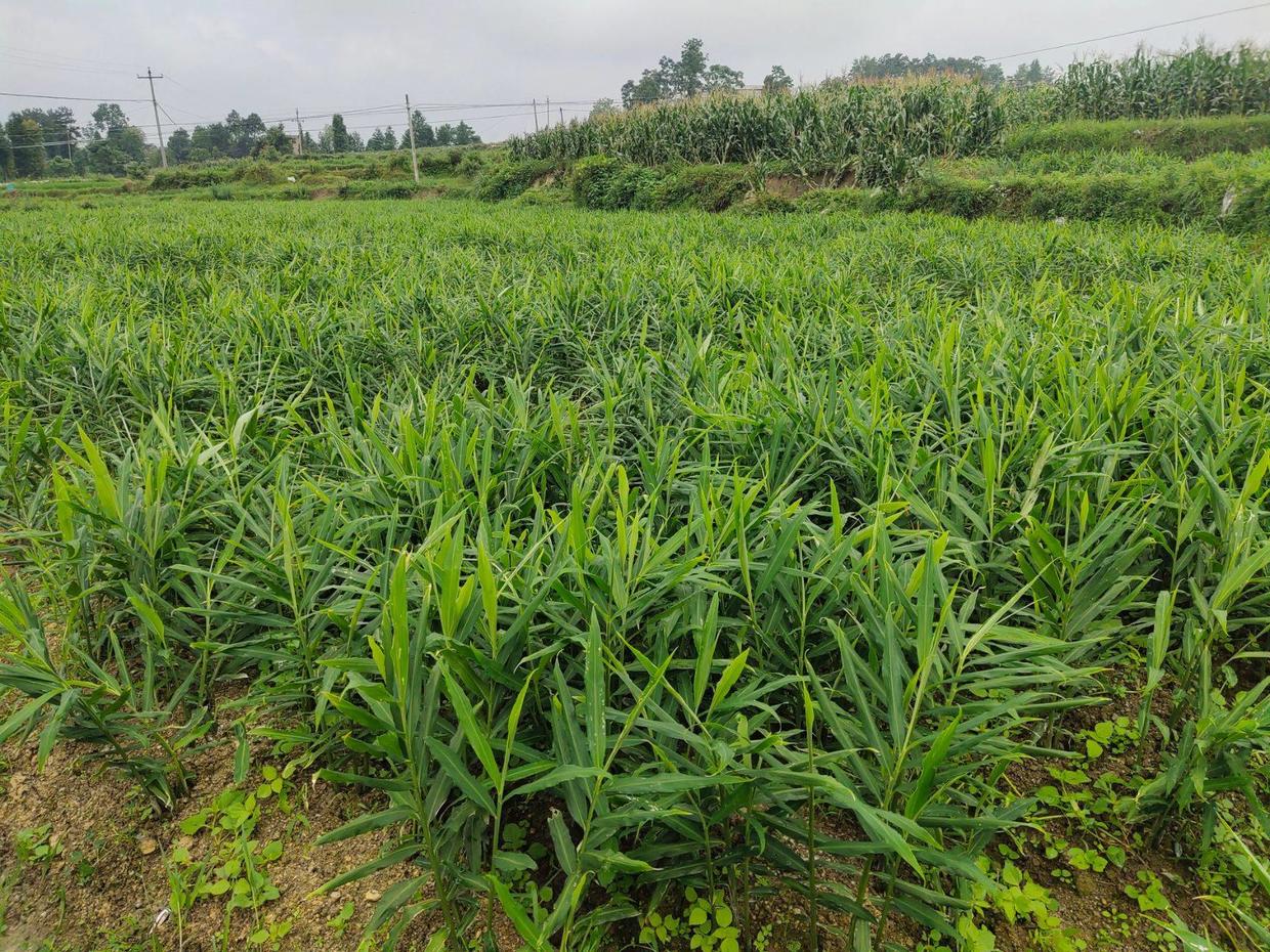 把姜种到花盆当绿植观赏,生姜无土盆栽观赏