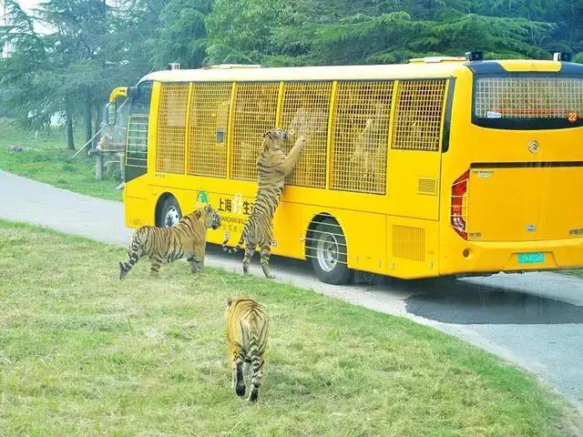 哪个动物园可以和动物亲密接触,野生动物园近距离接触动物感触