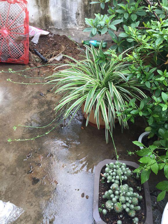 室内养什么植物对净化空气有效,什么植物净化空气最好室内好养