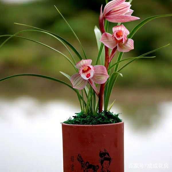 最好养的兰花四季兰,最好养的兰花四季兰品种