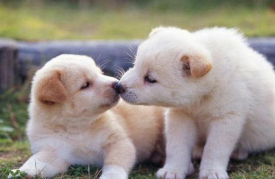 狗狗嘴臭在家怎样清洗,怎样让狗狗的嘴不臭