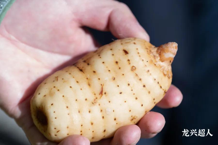 安徽道地药材天麻,天麻的道地药材