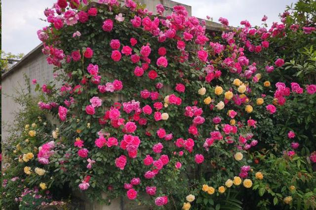 藤本月季如何让它爆花快,最好养爬墙藤本月季四季开花