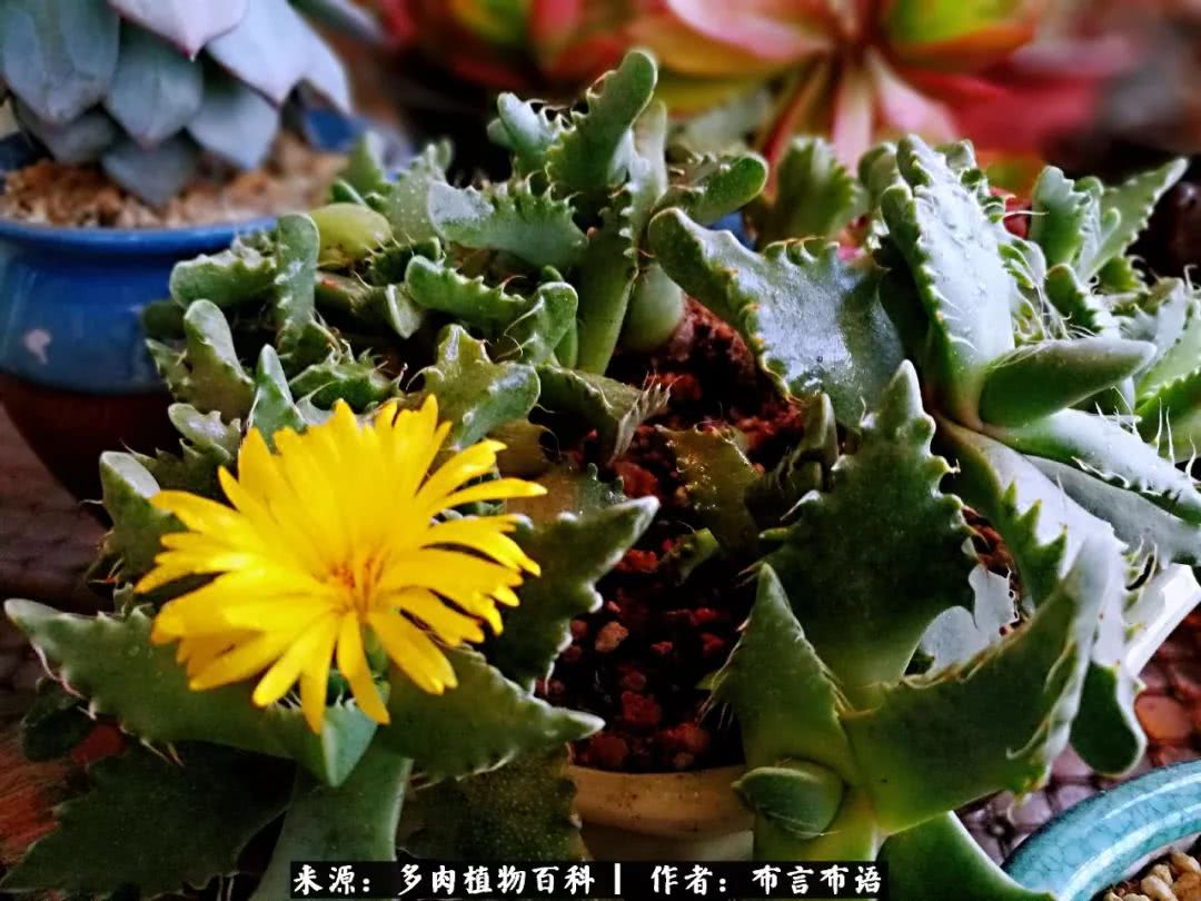 从多肉上感悟人生,多肉的真实生活感悟