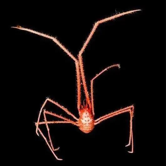 你对海洋了解多少个视频,你对海洋馆了解多少