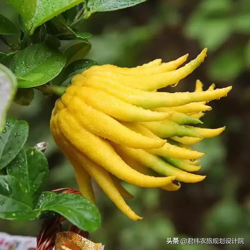 精品水果盘点,好吃又好养的水果