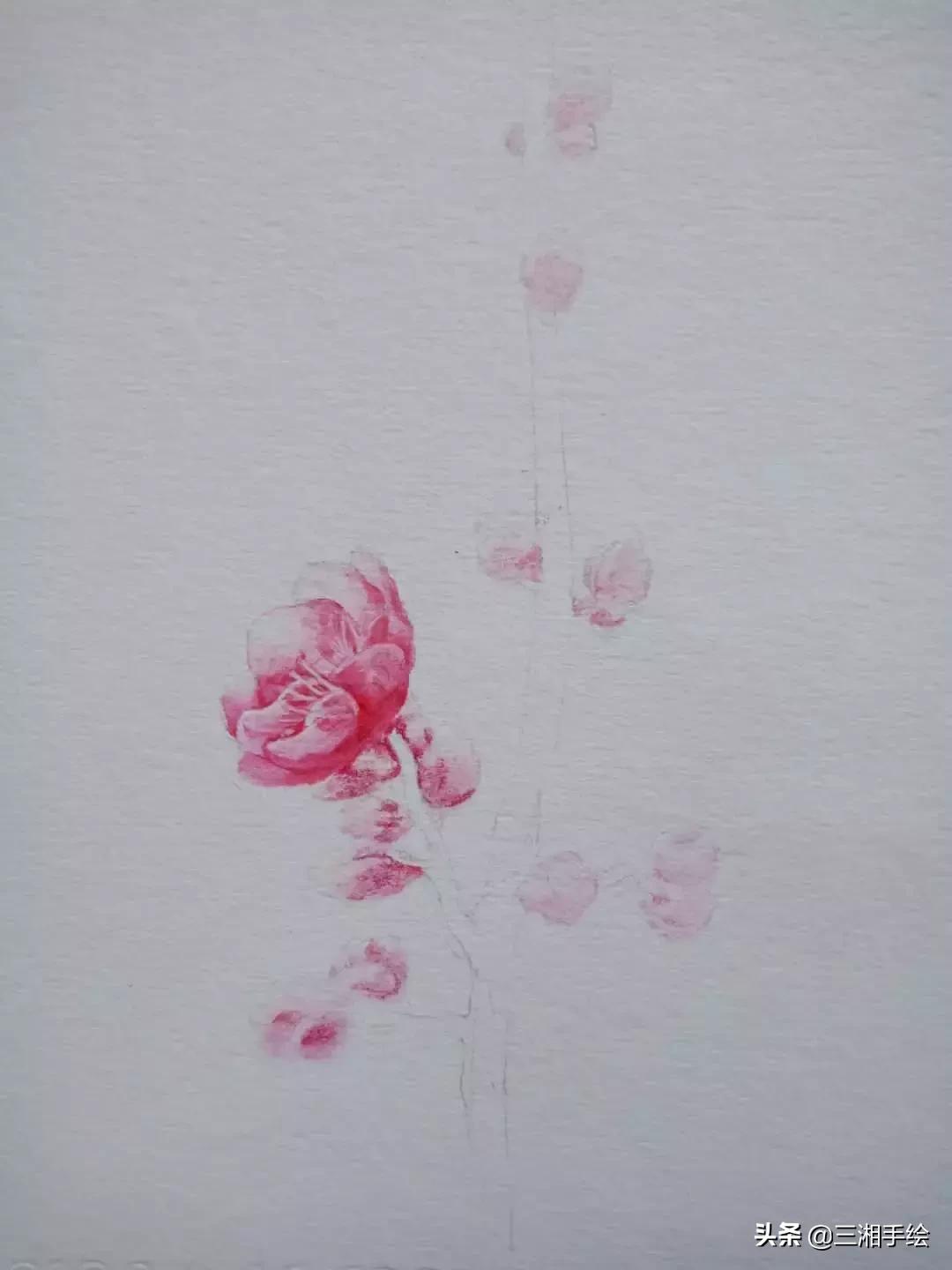 怎样用彩铅画梅花,梅花彩铅怎么画