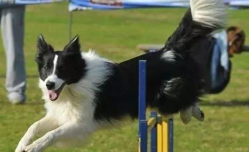 为什么边牧当不了导盲犬,为什么说边牧的智商排第一