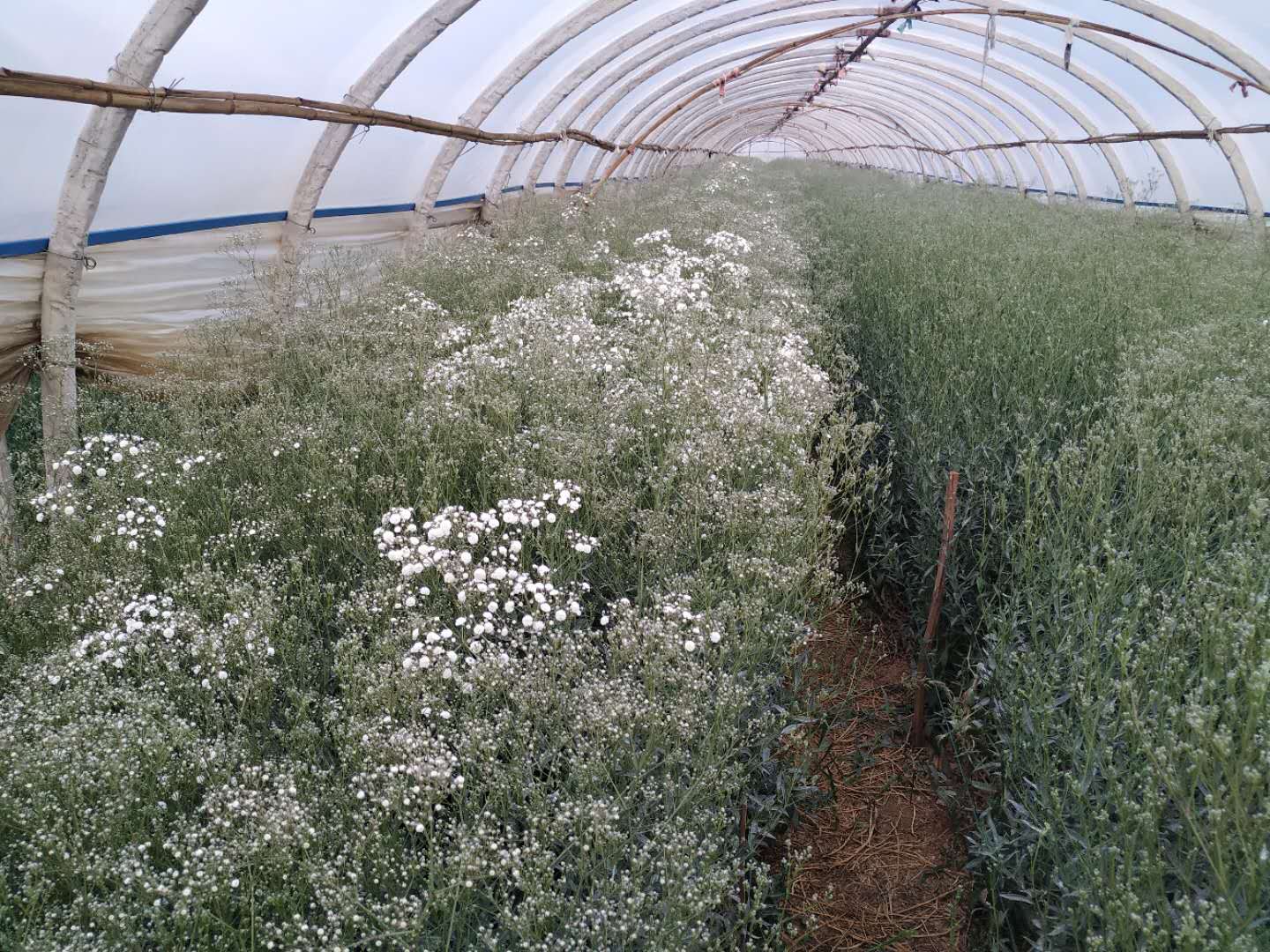 满天星烂苗是怎么回事,满天星白斑病