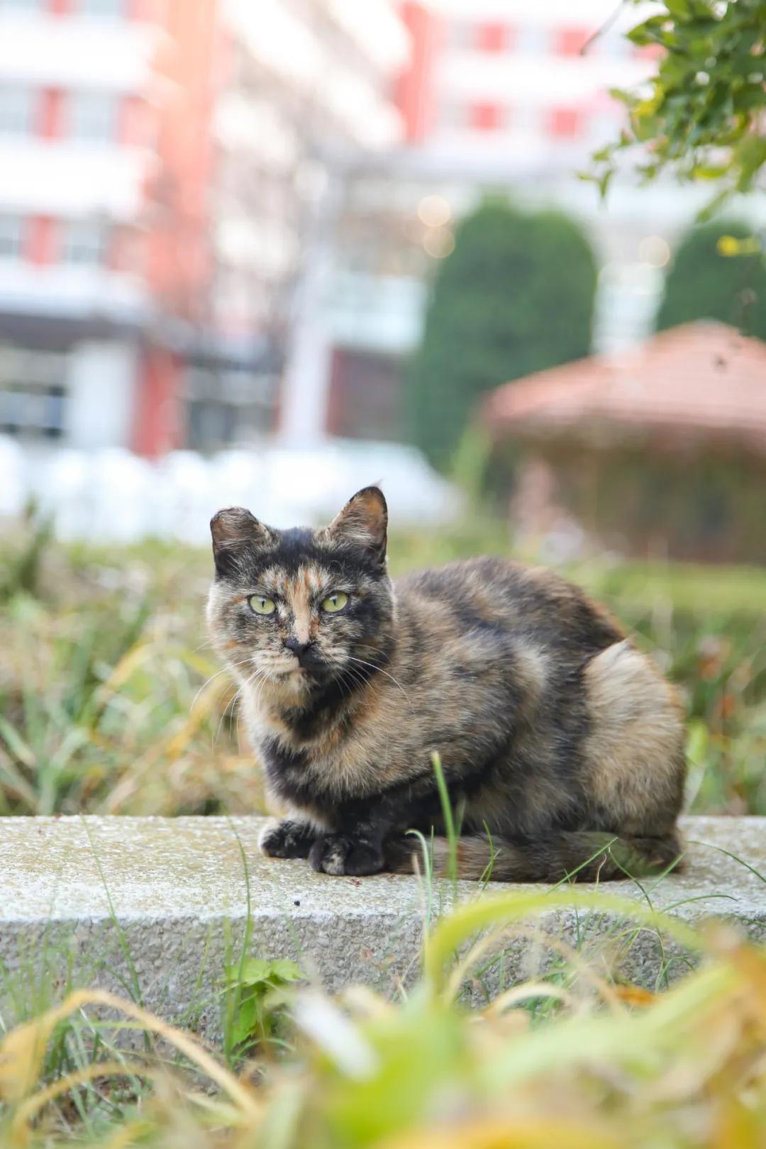 醉美大工秋|读书不觉已秋深，____________