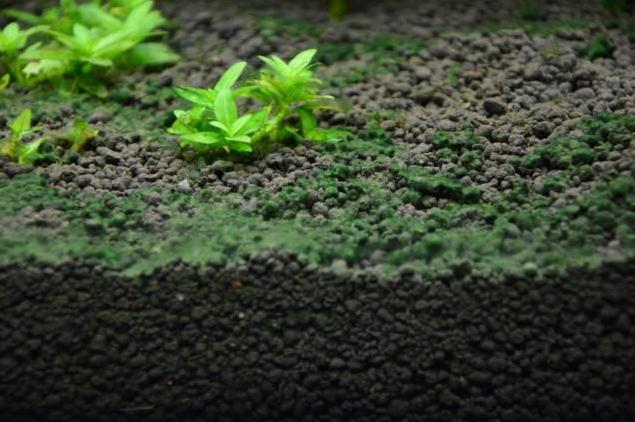 鱼缸经验,鱼缸换水实践经验分享