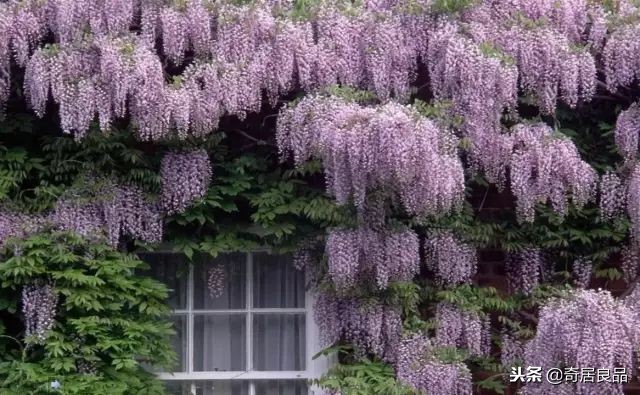 四季开花的庭院爬藤,庭院爬藤花期长哪种最好