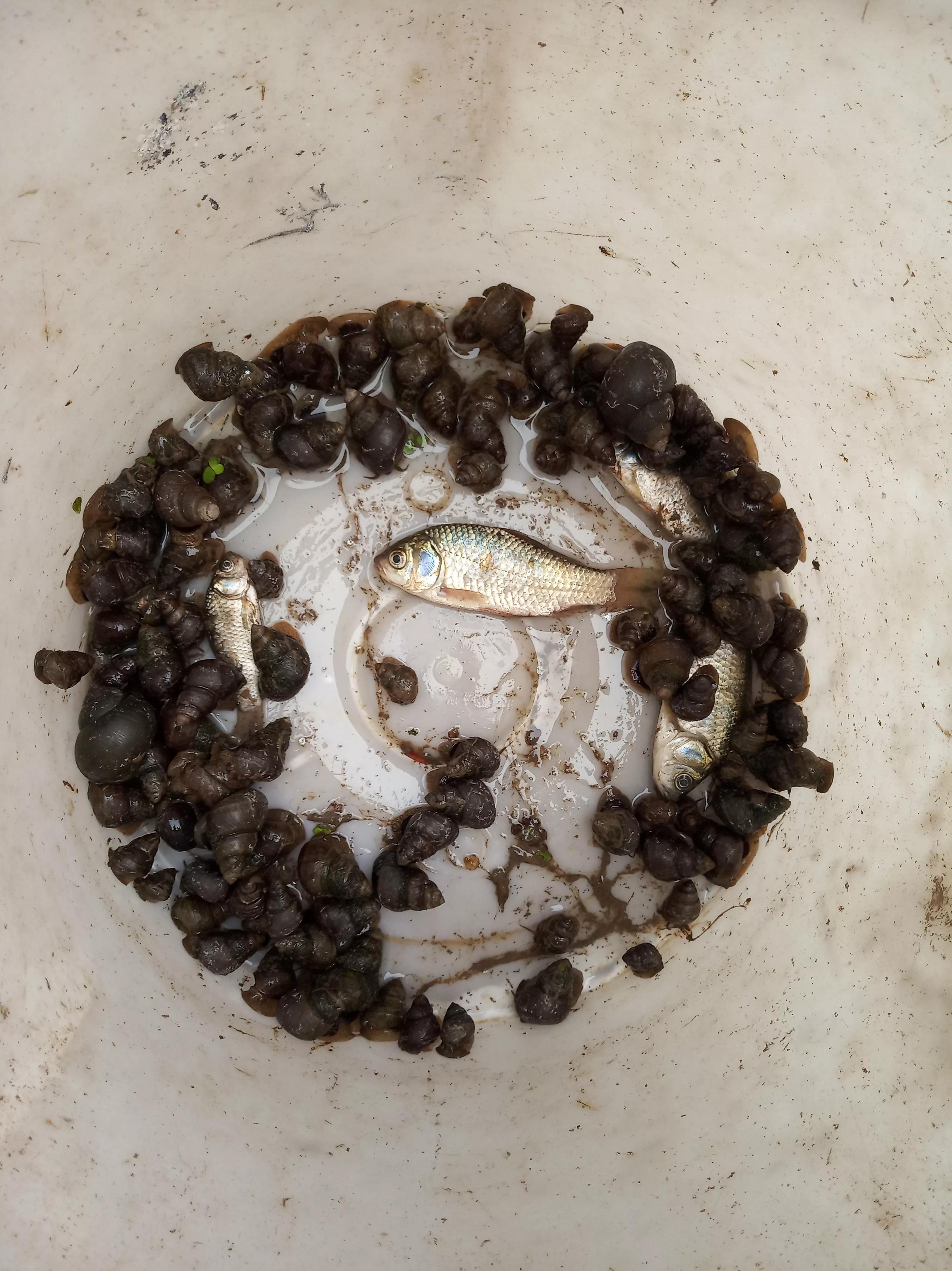 养殖小龙虾的十大骗局,小龙虾养殖血泪史