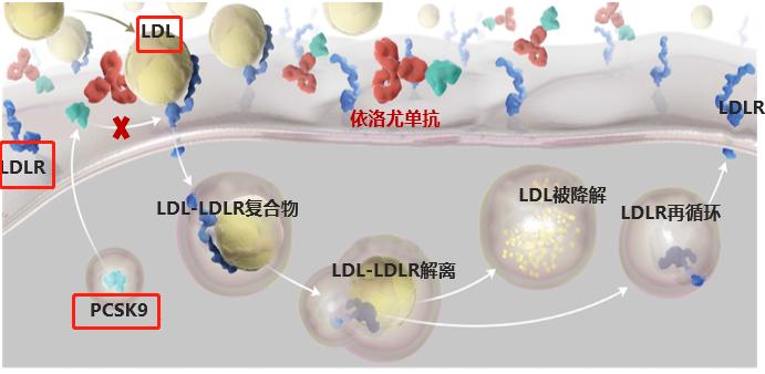 冠心病吃他汀药低密度脂蛋白2.6,冠心病服他汀总胆固醇低好吗
