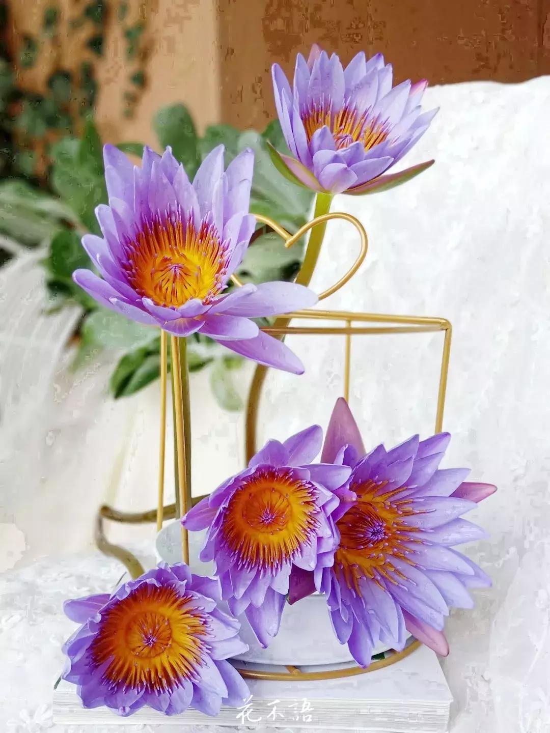 睡莲9月的养护,睡莲的养护方法文字