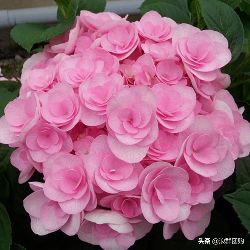 十种好看的绣球,最好看的绣球花视频