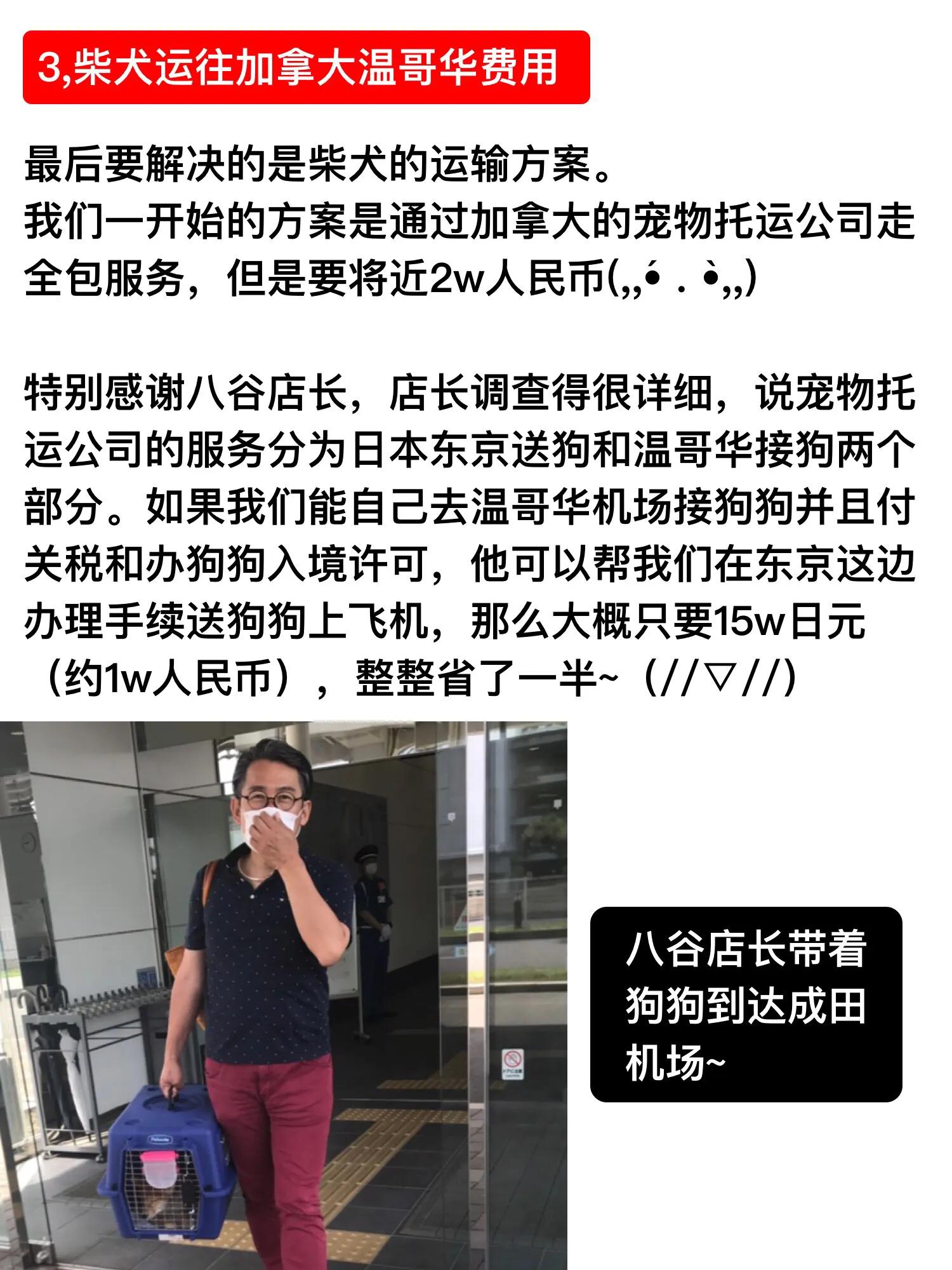 加拿大温哥华购买柴犬经历～