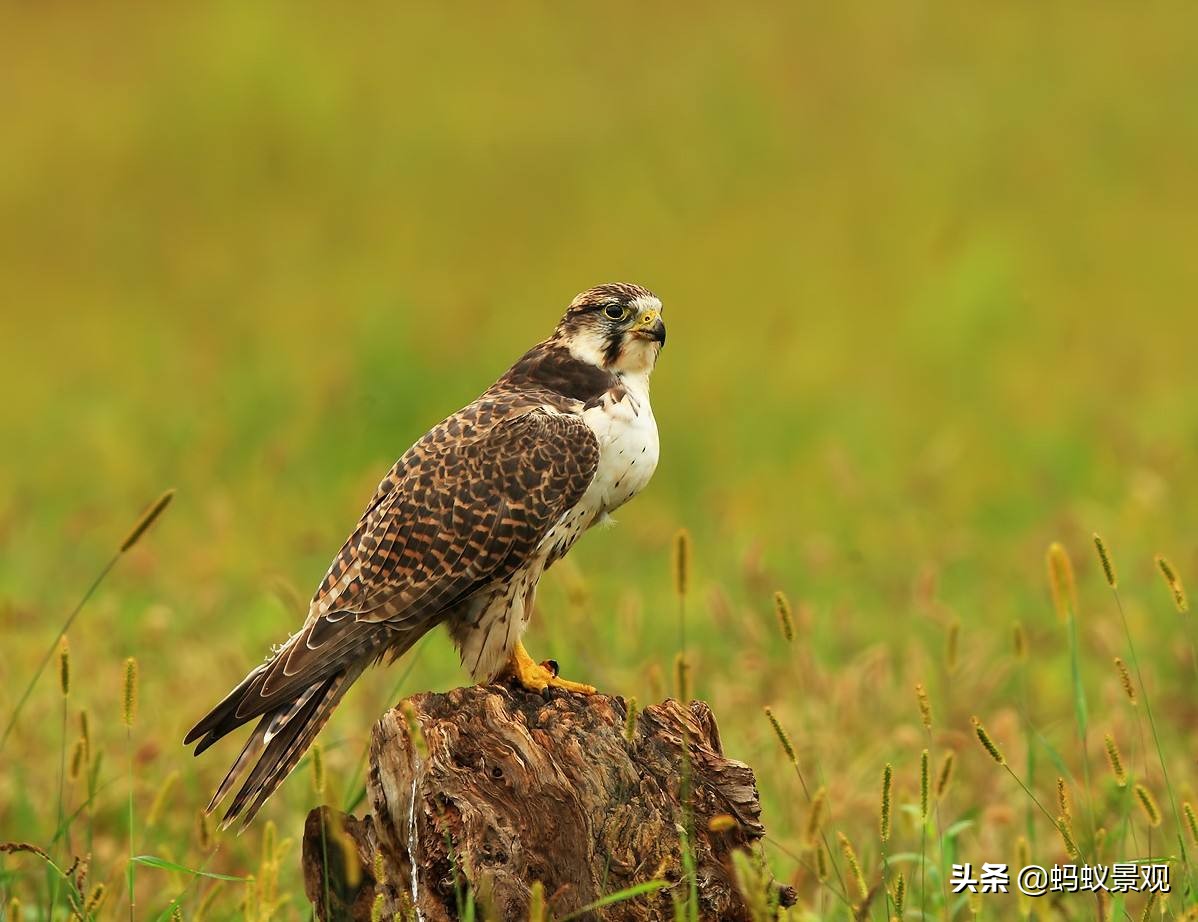 留园建筑布局照片,留园建筑景观内容