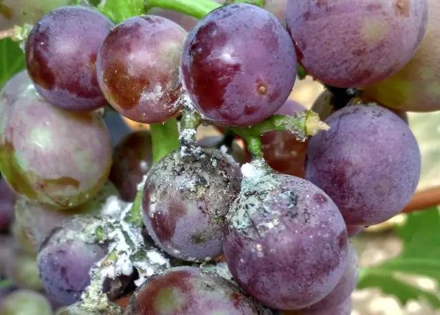 刺吸汁液、传病传毒、还会钻袋？葡萄粉介可真难缠