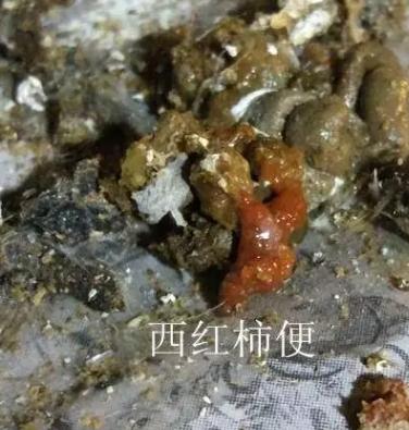 养鸡如何防止球虫,球虫病没有药怎么办