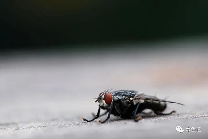 浴室里的小苍蝇,厕所里的苍蝇