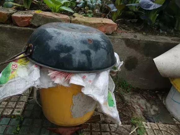 自制花肥太臭怎么办,怎样去除自制花肥的臭味