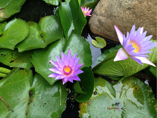 三亚自由行旅游攻略超详细哦,三亚旅游自由行全攻略