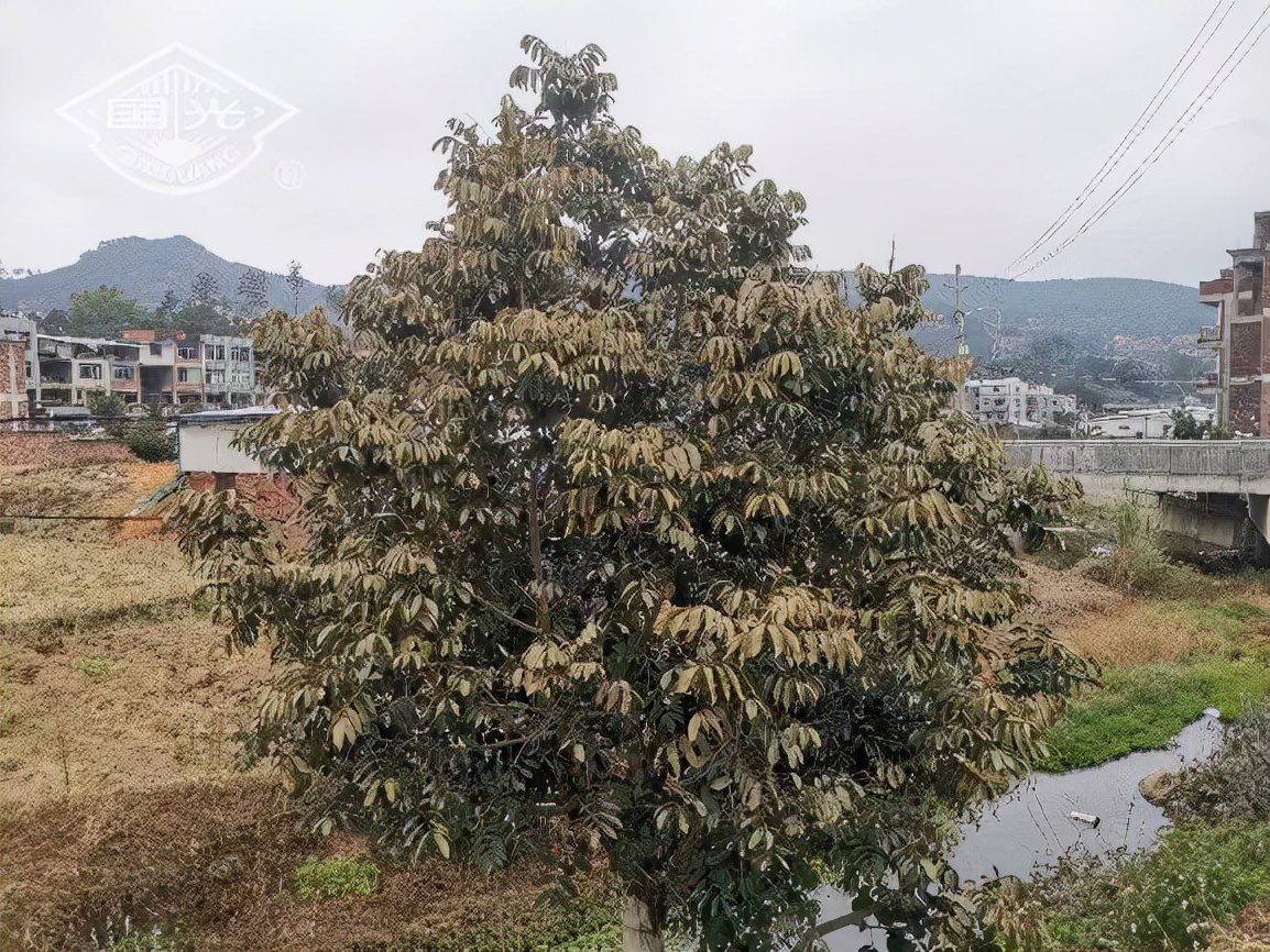 冬天橄榄树怎么防冻,橄榄苗怎样防霜冻