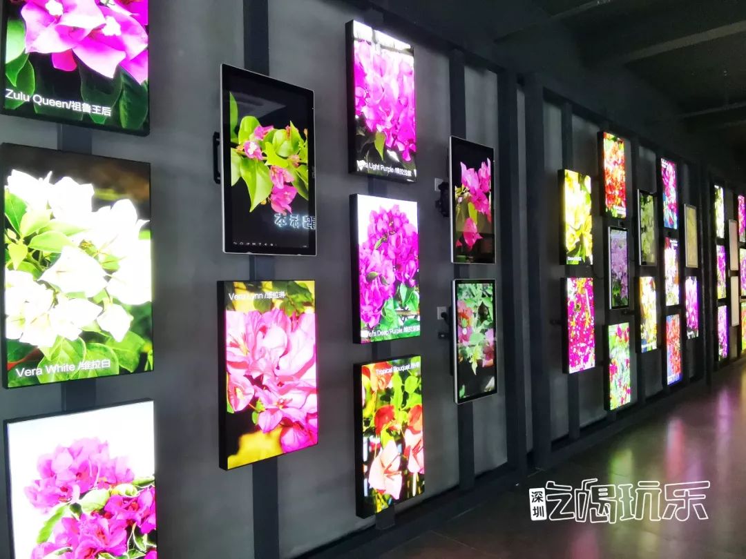 深圳最美簕杜鹃谷公园花海,宝安区花海赏花景点