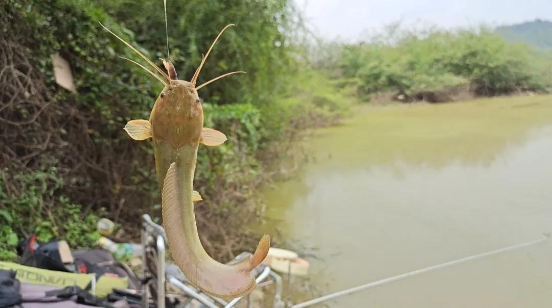 这6种“伤人鱼”是最伤人的,很多钓友被刺过,钓到要注意了