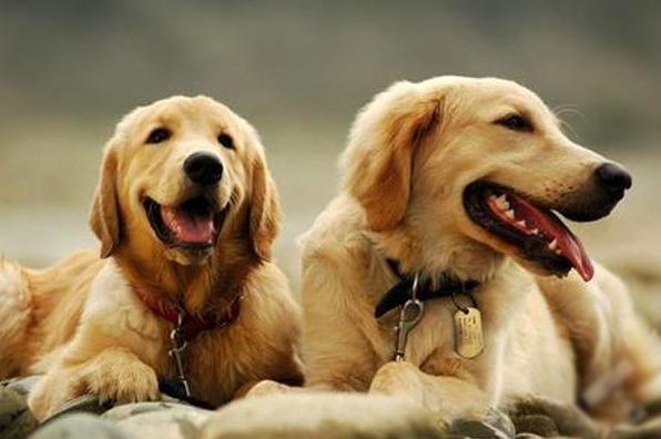 公认最好的十大狗狗排行榜,狗狗排行榜颜值第一的狗是哪种狗