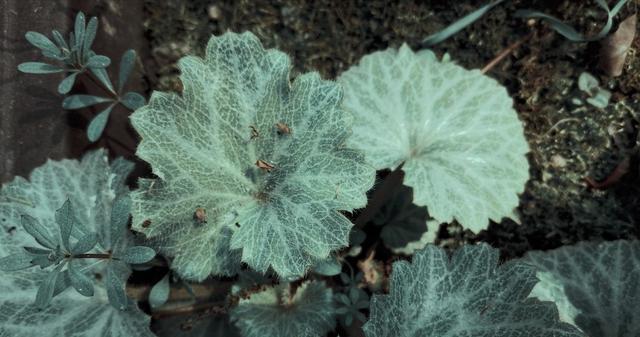 虎耳草植物怎么养护,四季都开花的虎耳草盆栽