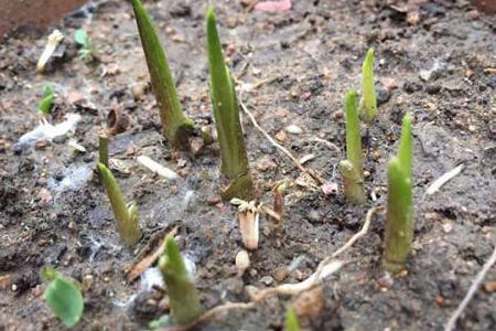 马蹄莲怎么养可多开花,马蹄莲怎么养才能多开花