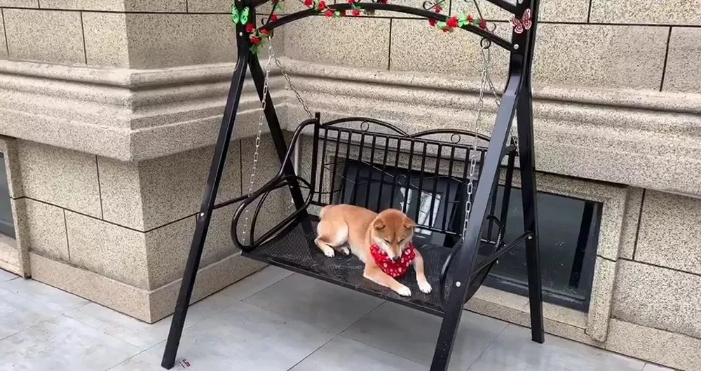 别墅泳池阳光房，秋千滑梯投影仪...豪华狗院子曝光