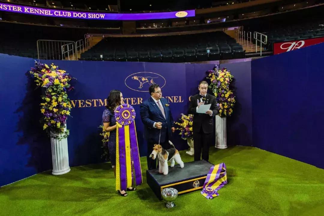 中国犬种繁殖状况,中国本土犬的繁殖现状