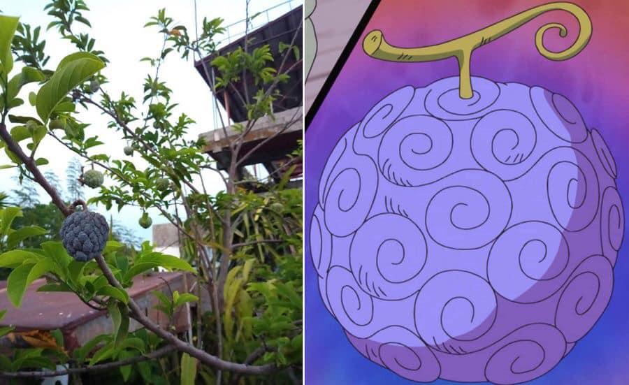 在现实中最适合吃的10个恶魔果实,最厉害的五种恶魔果实