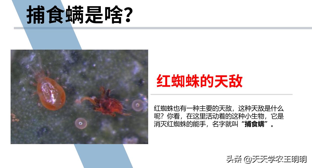 捕食螨除红蜘蛛,捕食螨灭红蜘蛛视频