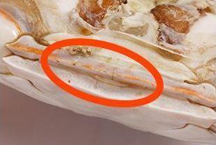 吃螃蟹禁忌那么多到底哪些是真的,吃螃蟹不要忘记哪四个部位