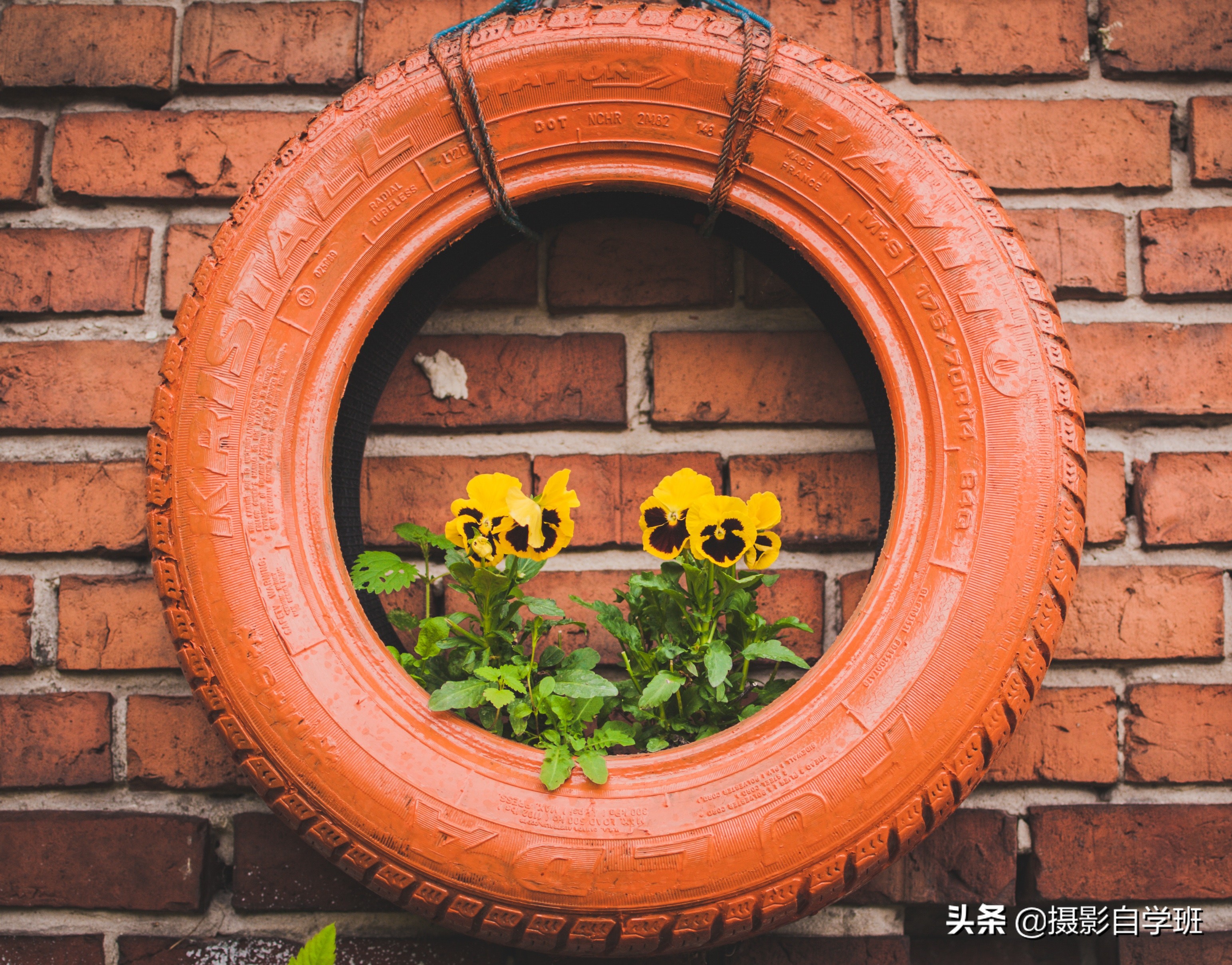 怎么拍出有质感的植物,如何拍出植物特别绿