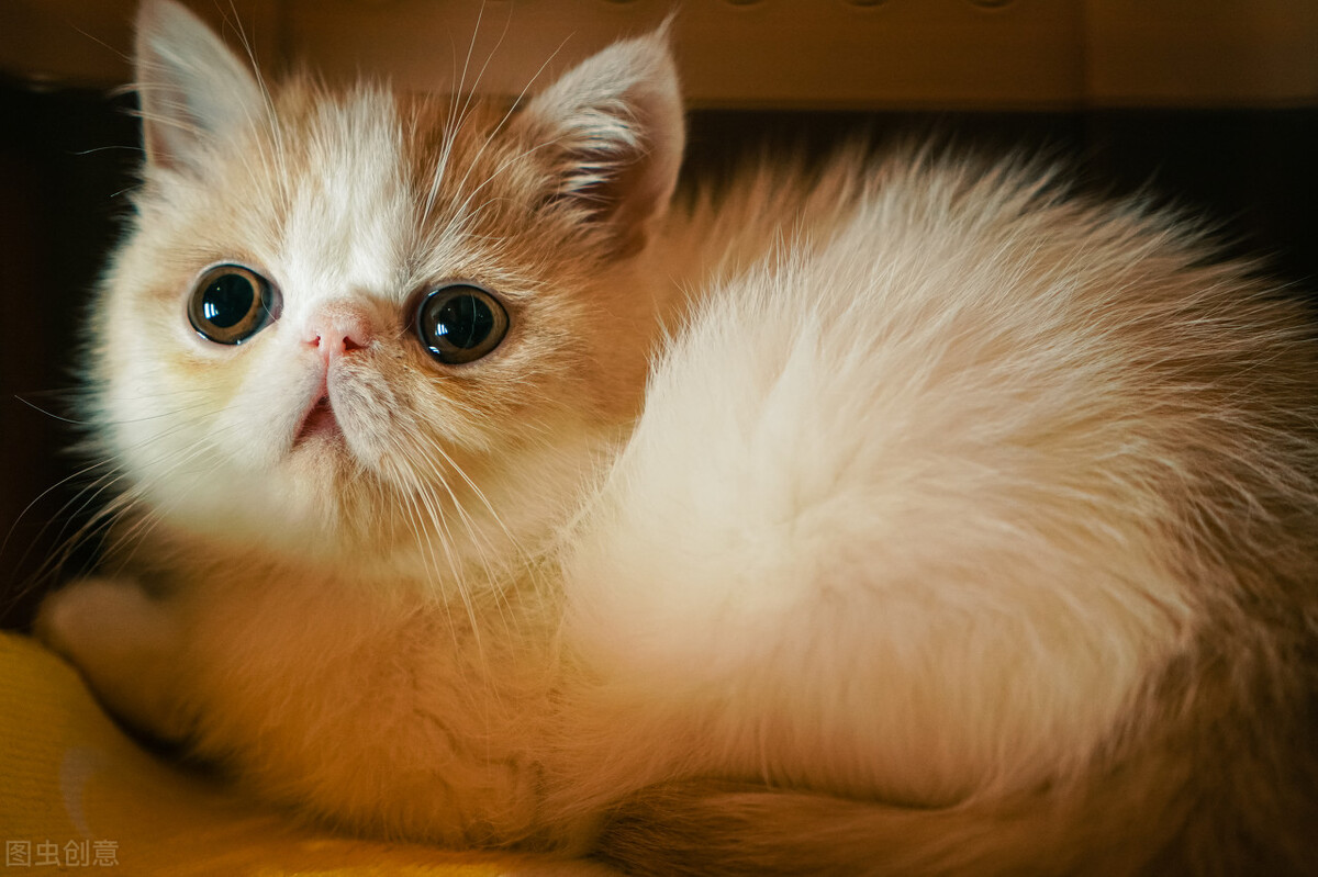 适合新手宠物猫,宠物猫新手哪种好养