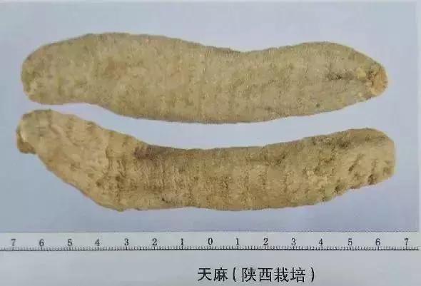 天麻的鉴别特征和功效,天麻的道地药材