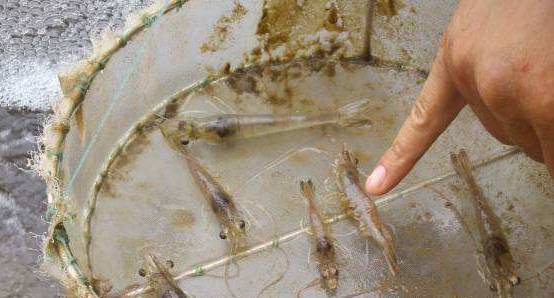 对虾养殖29天出现偷死怎么处理,放虾苗两三天出现个别死虾正常吗