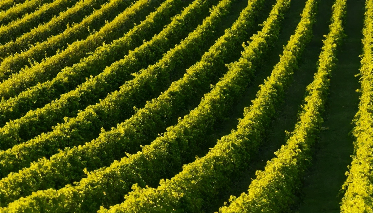 中医可以治疗血友病吗,中医治疗血友病有效吗