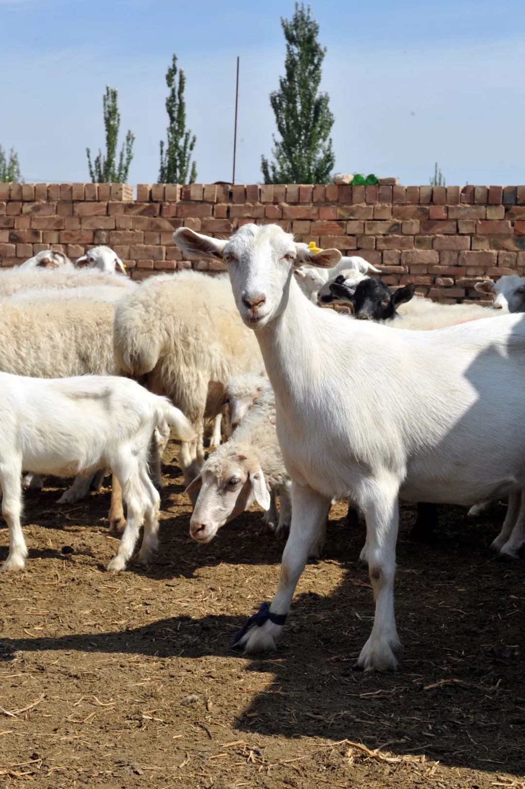 内蒙羊肉与盐池滩羊肉,新疆羊肉和盐池滩羊肉