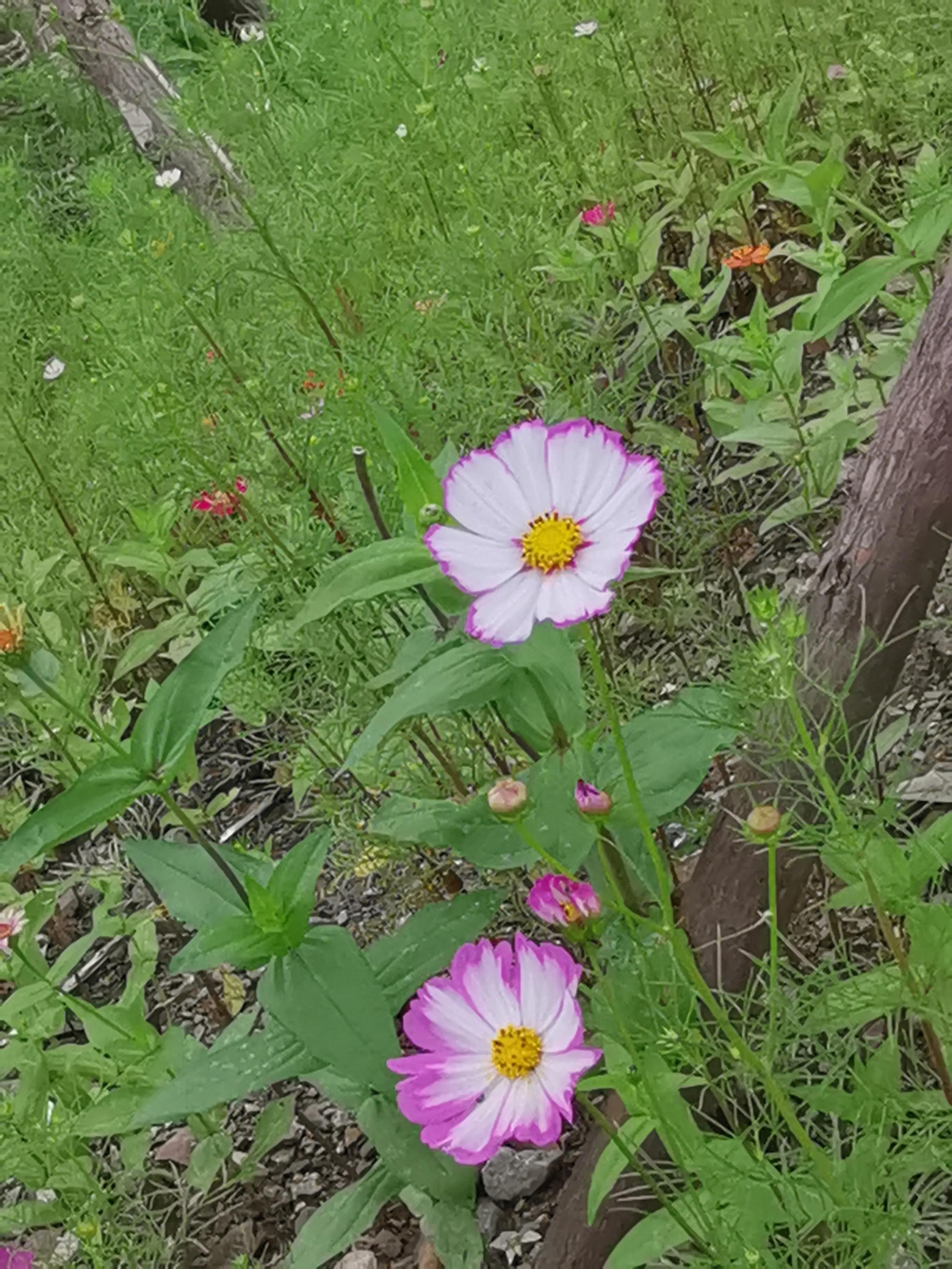 离骚课文及译文,离骚哪个译文好