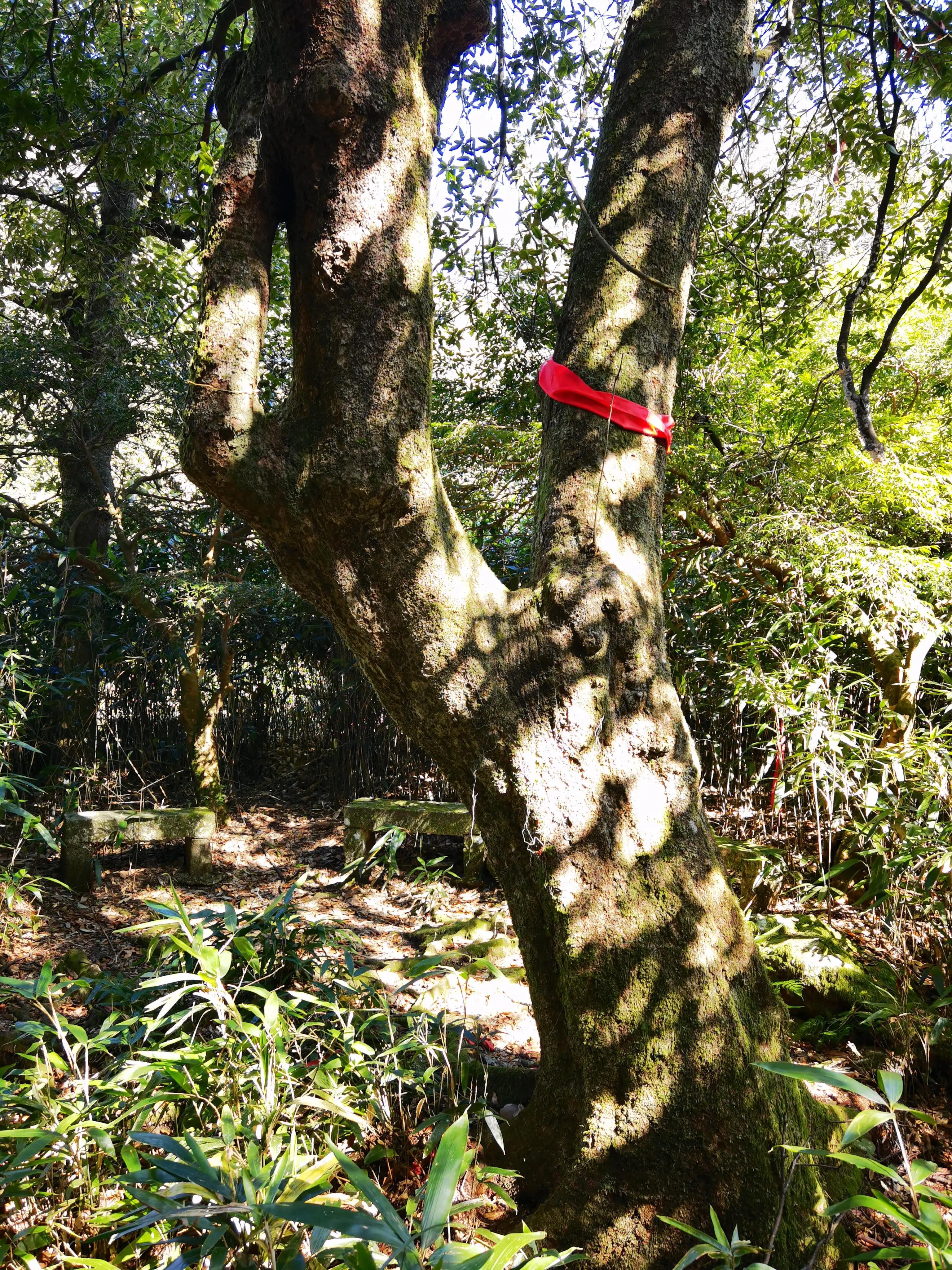 五岳独秀,五岳独秀图文